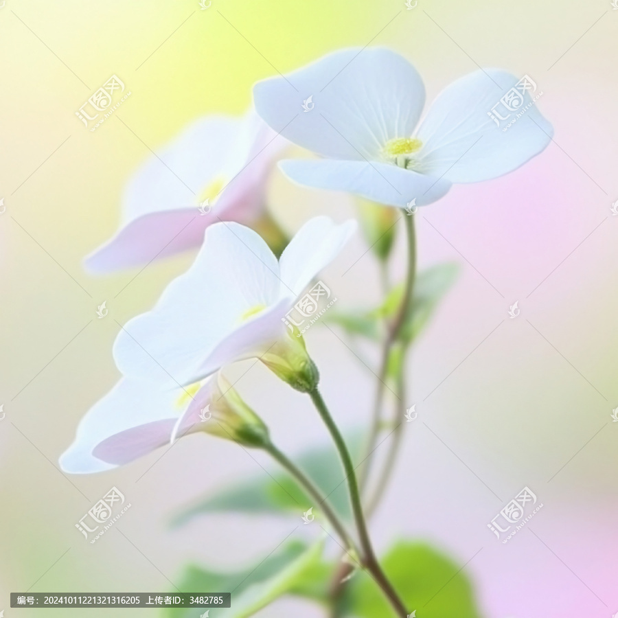 酢漿草花朵