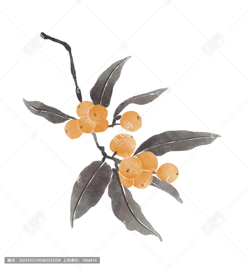 枇杷水彩插畫