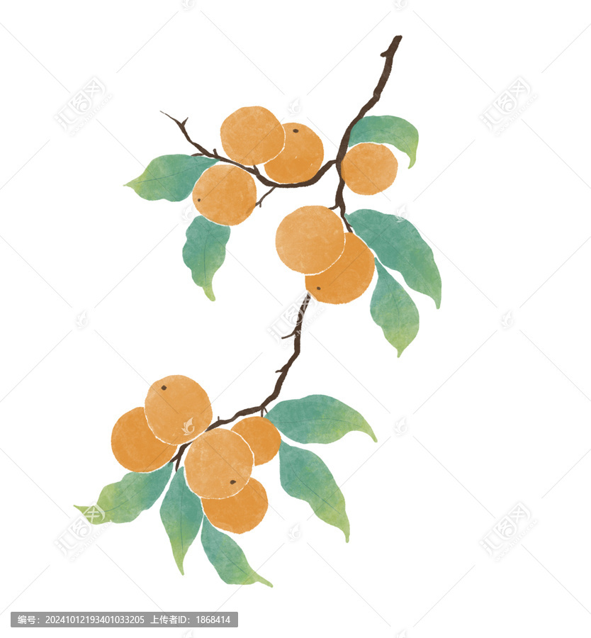 枇杷水彩插畫