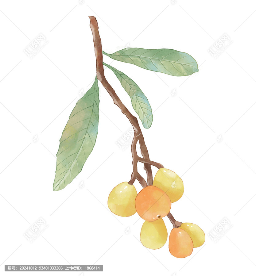 枇杷水彩插畫