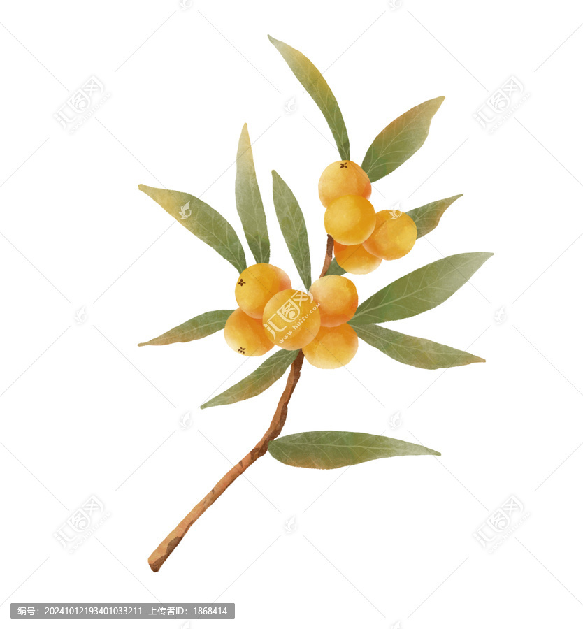 枇杷水彩插畫