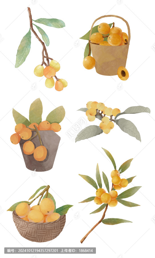 枇杷水彩插畫