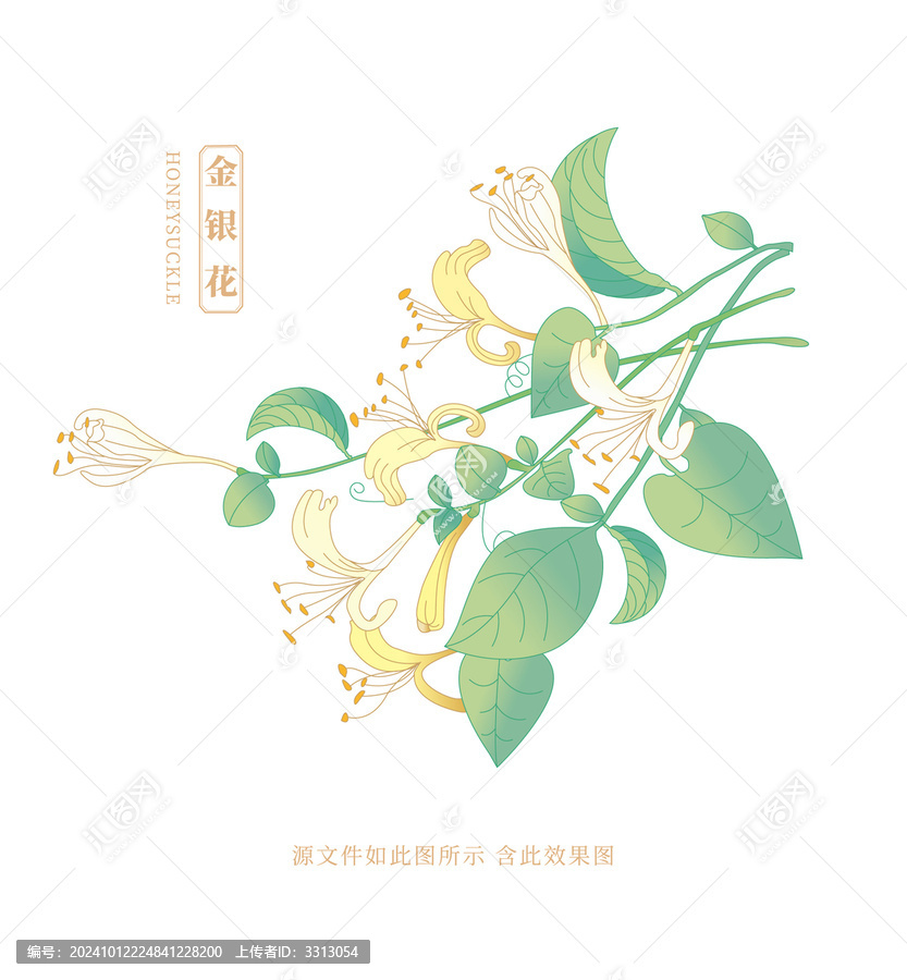 金銀花插畫