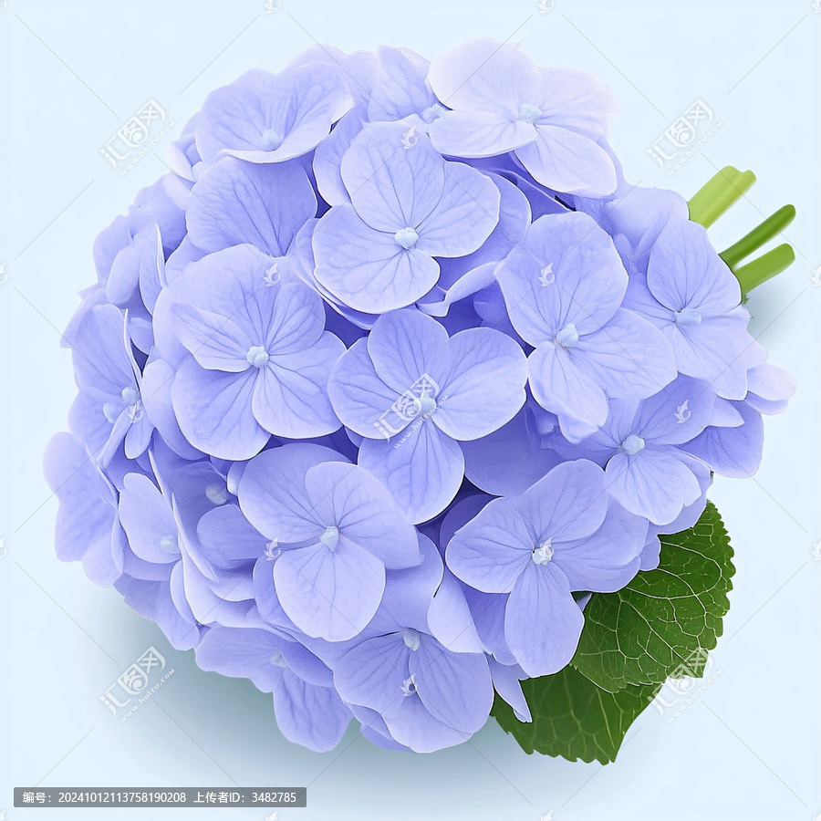 寫實(shí)繡球花