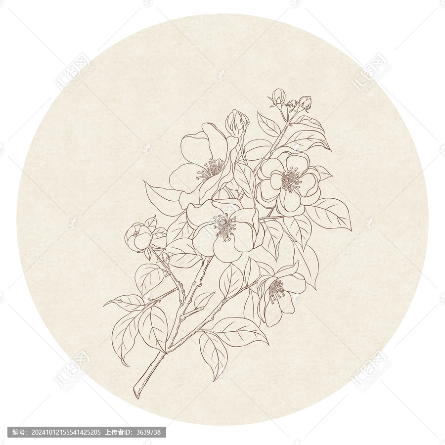 茉莉花白描線稿