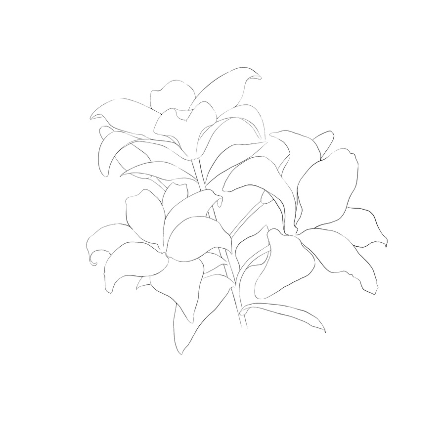 百合