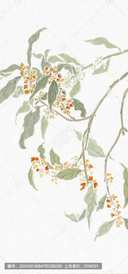 水墨國畫沒骨畫桂花寫生包裝插畫