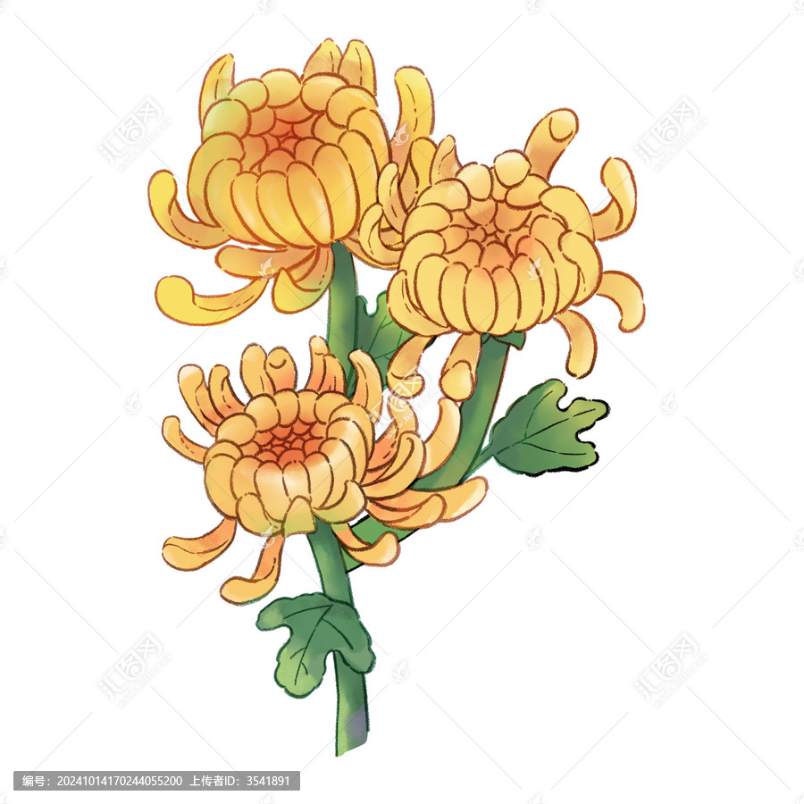 菊花