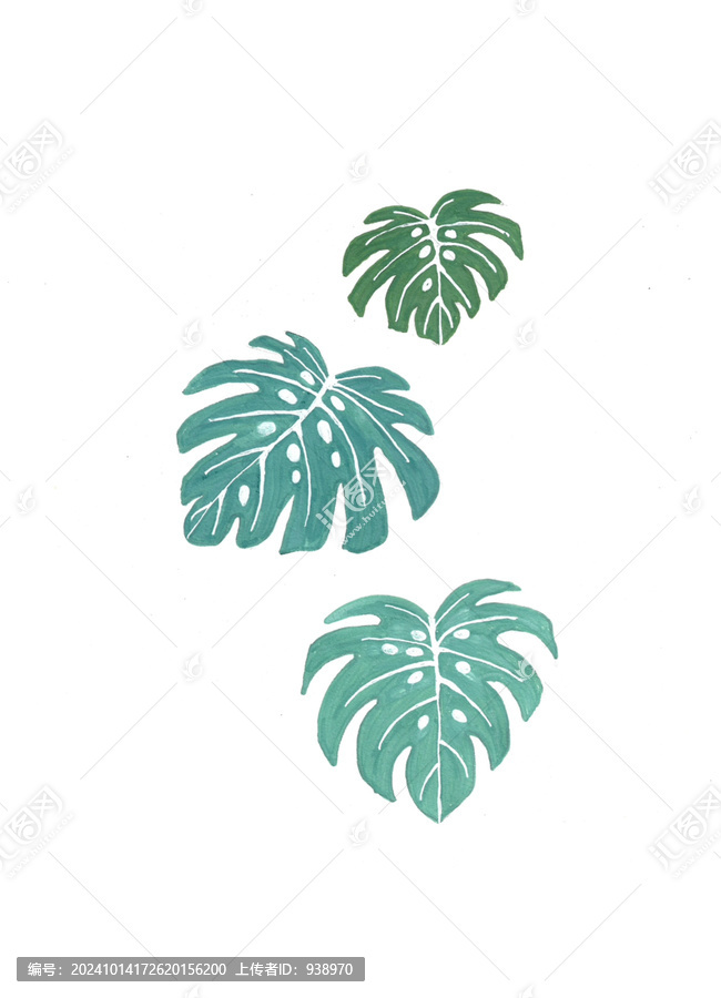 手繪馬克筆龜背竹插畫