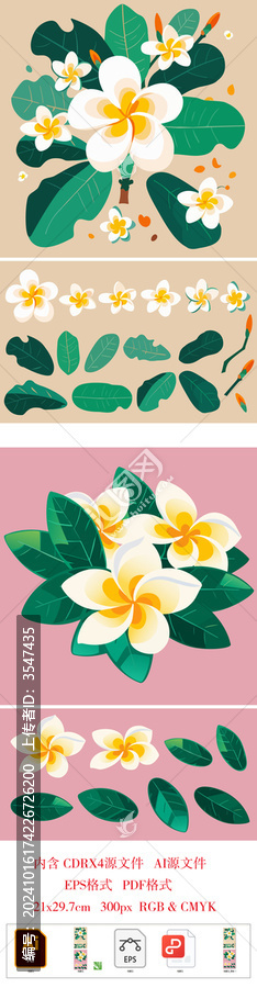 雞蛋花