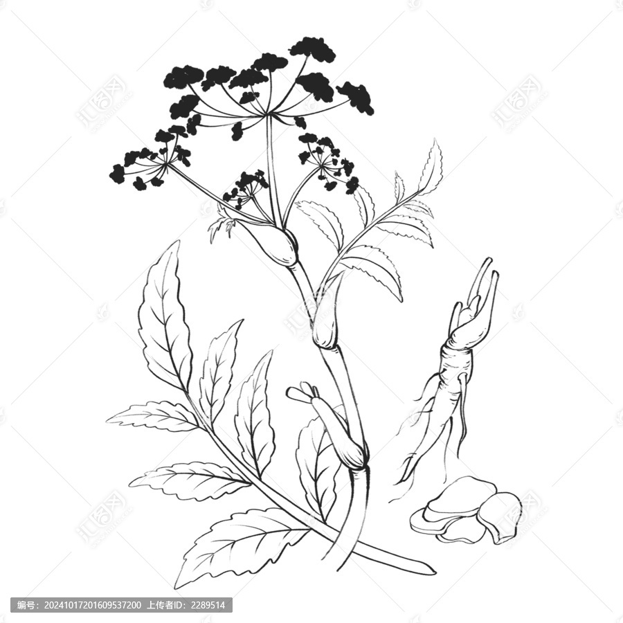 白芷線稿水彩插畫手繪中藥材