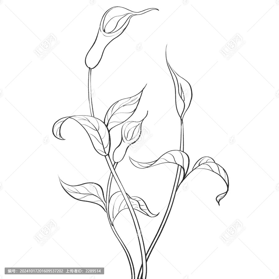半夏線稿水彩插畫手繪中藥材