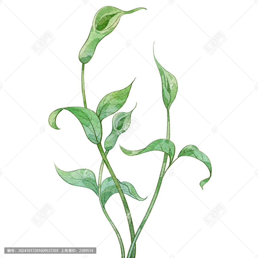 半夏水彩插畫手繪中藥材