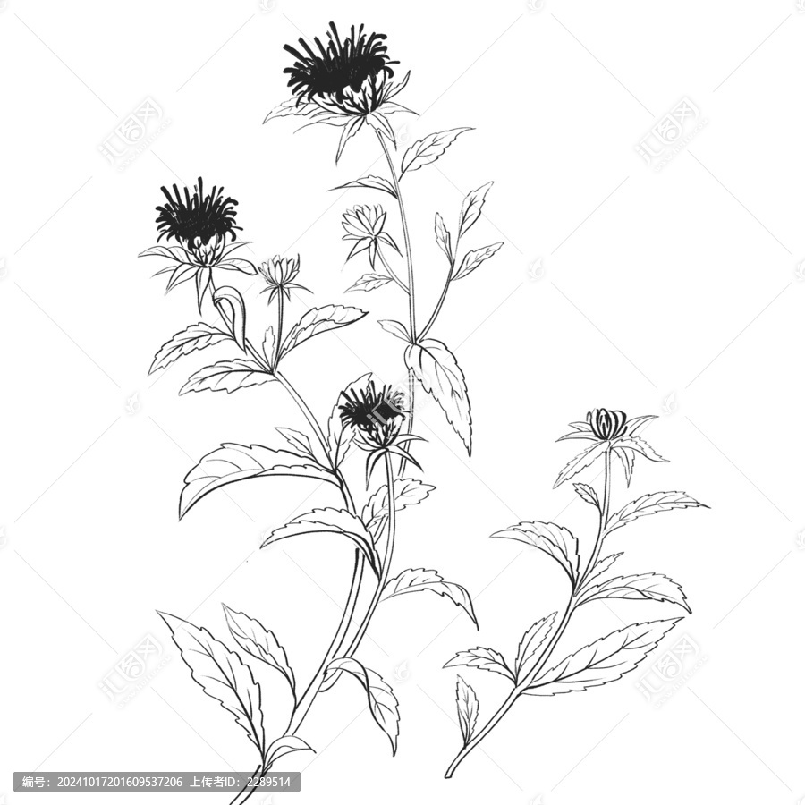 蒼術(shù)線稿水彩插畫手繪中藥材