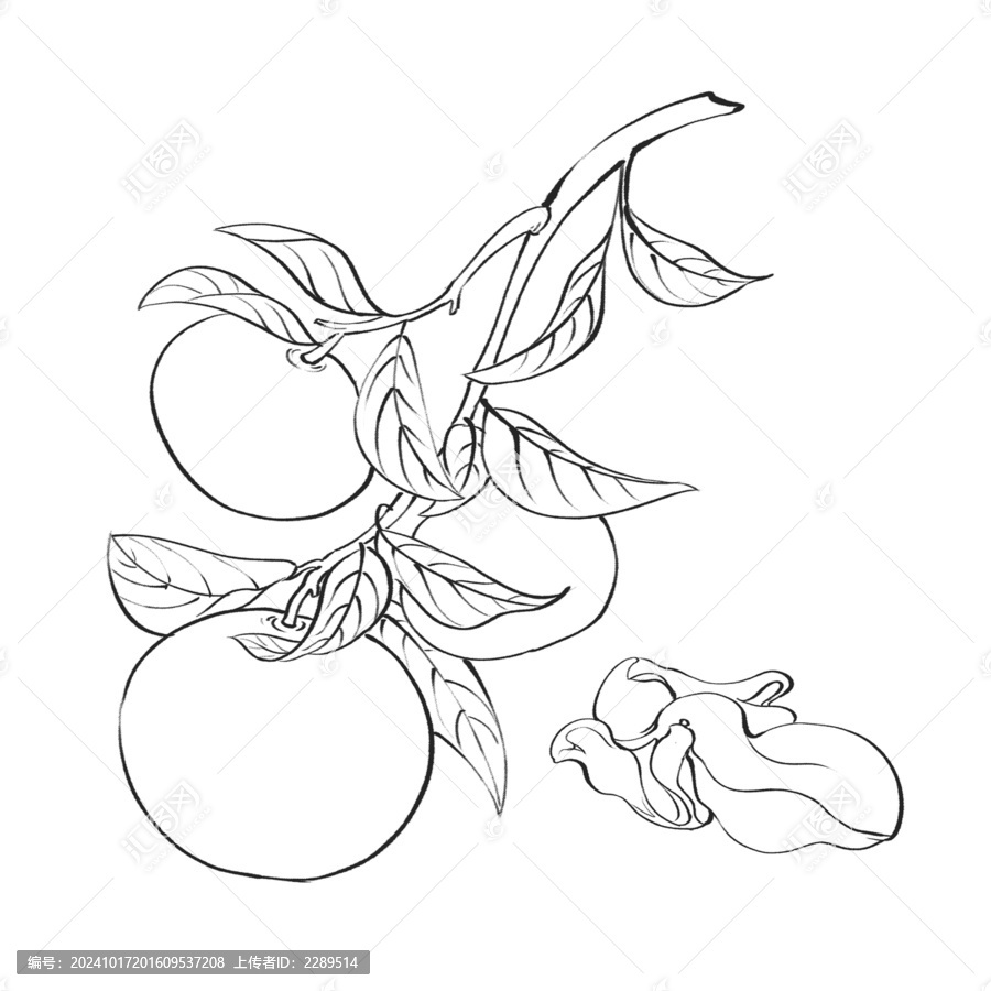 陳皮線稿水彩插畫手繪中藥材
