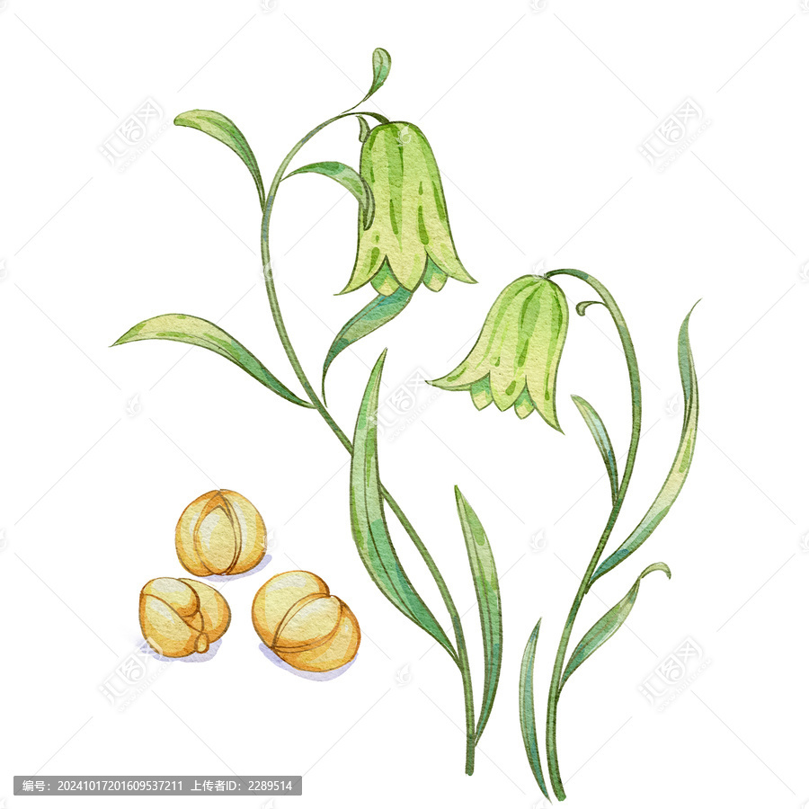 川貝母水彩插畫(huà)手繪中藥材