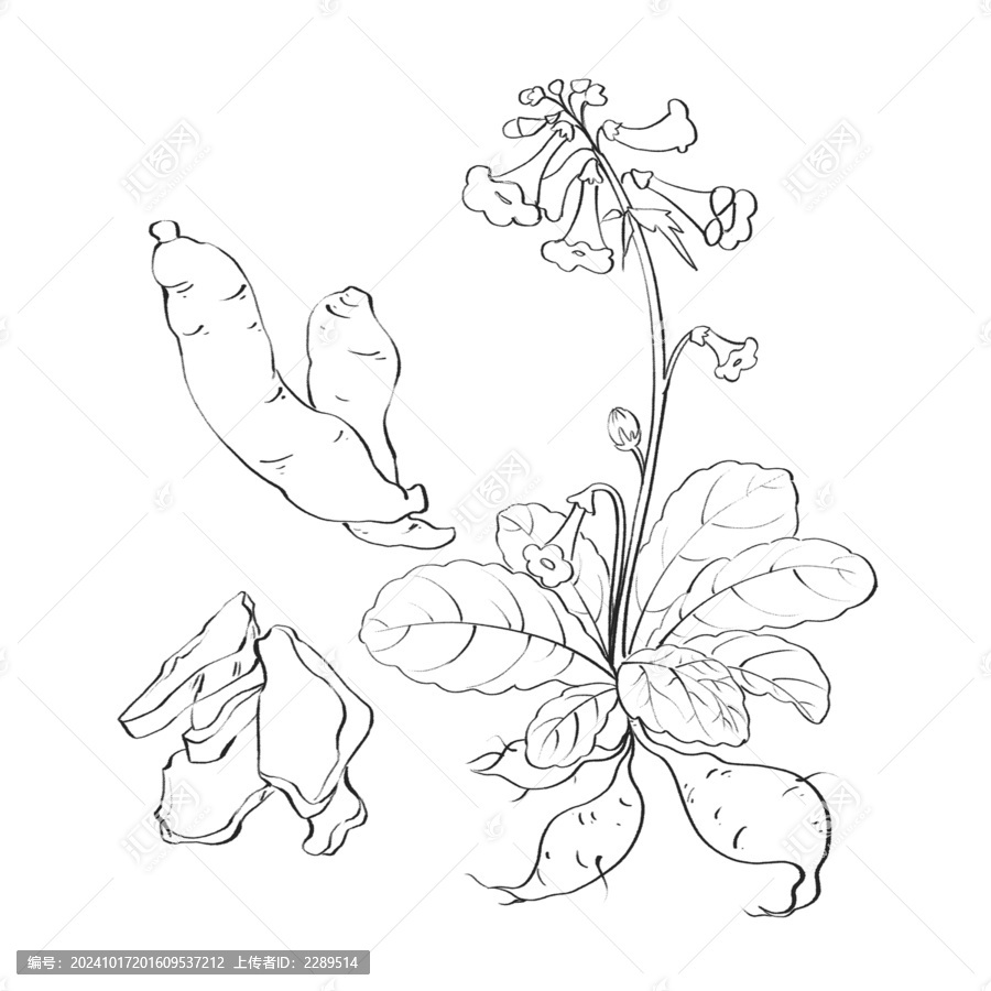 地黃線稿水彩插畫手繪中藥材
