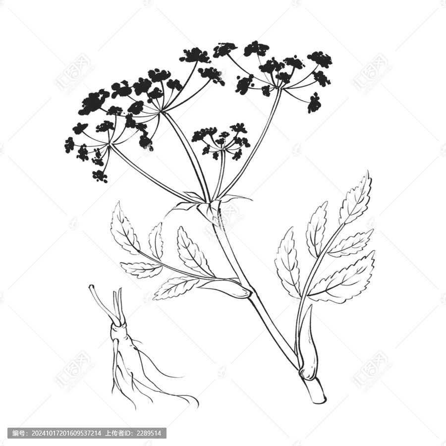 獨(dú)活線稿水彩插畫手繪中藥材