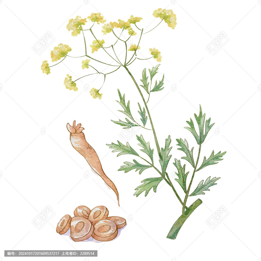 防風水彩插畫手繪中藥材