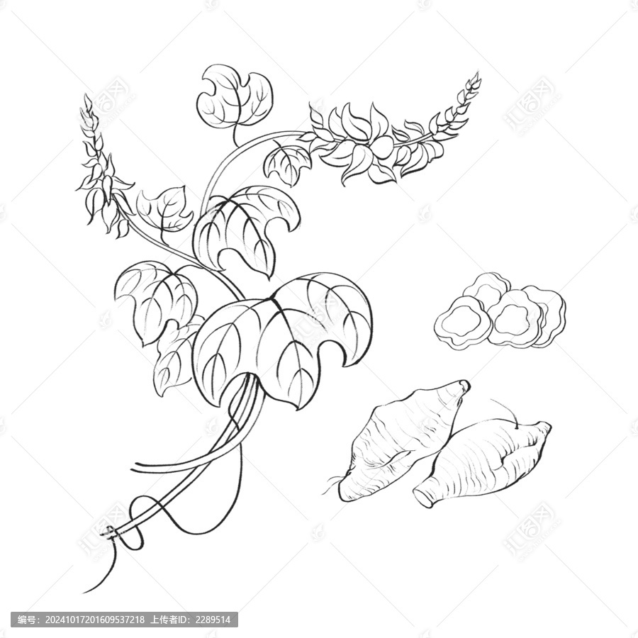 葛根線稿水彩插畫手繪中藥材