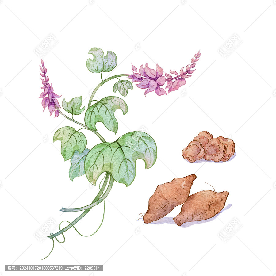 葛根水彩插畫手繪中藥材