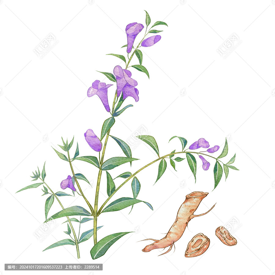 黃芩水彩插畫手繪中藥材