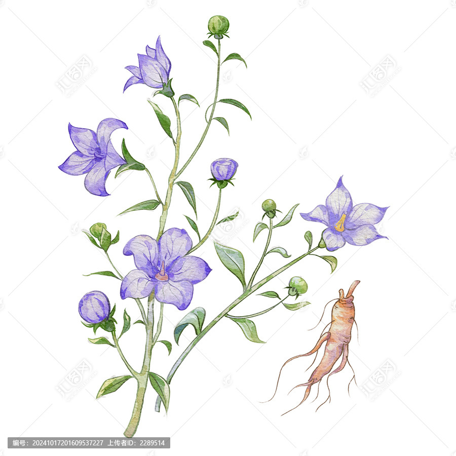桔梗水彩插畫手繪中藥材
