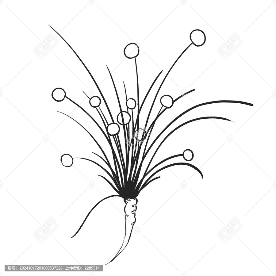 麻黃線稿水彩插畫手繪中藥材