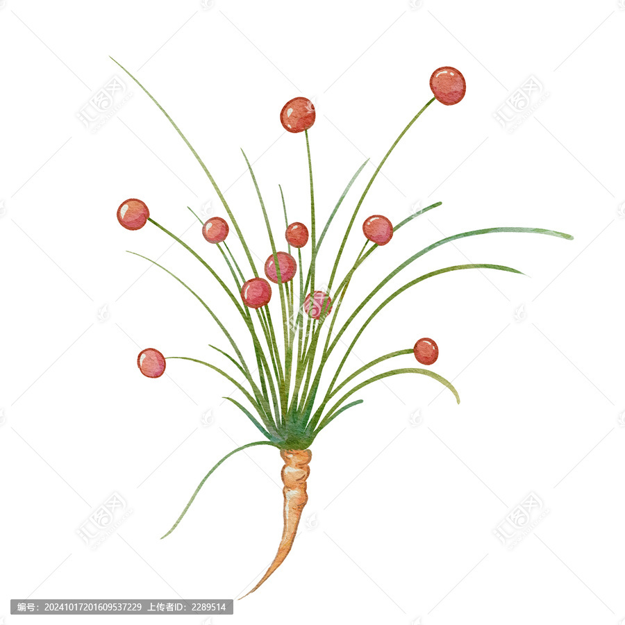 麻黃水彩插畫手繪中藥材