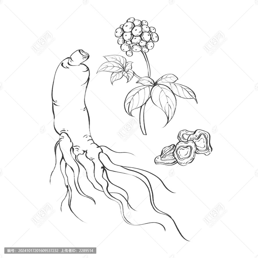 人參線稿水彩插畫手繪中藥材
