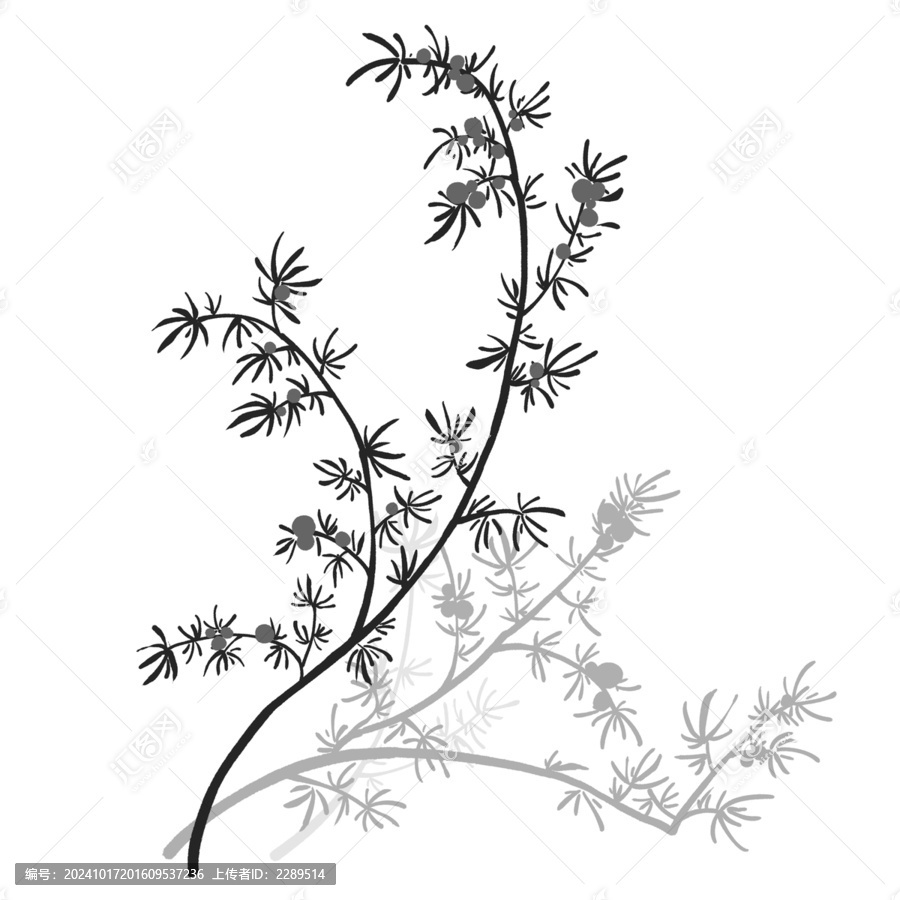 天門冬線稿水彩插畫手繪中藥材