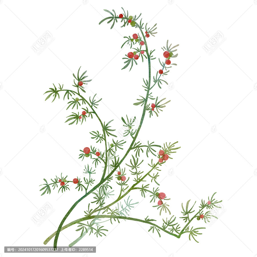 天門冬水彩插畫手繪中藥材