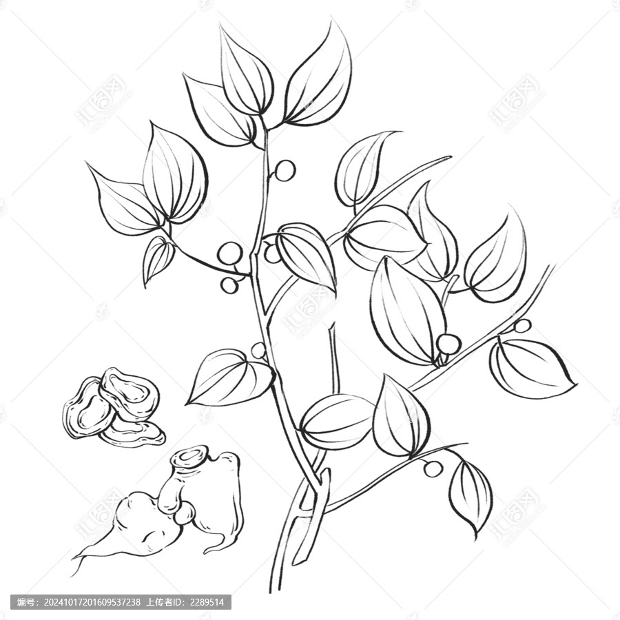 烏藥線稿水彩插畫手繪中藥材