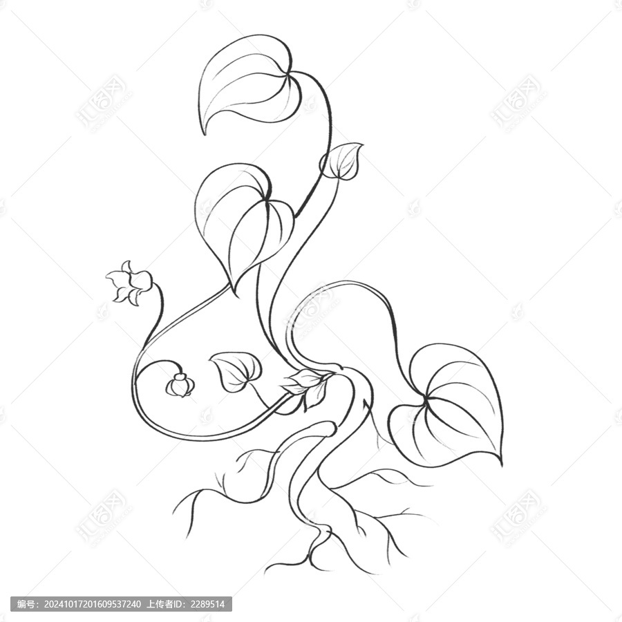 細(xì)辛線稿水彩插畫手繪中藥材