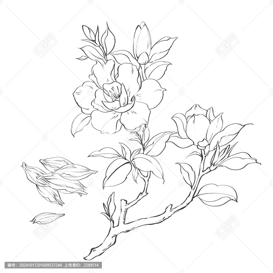 梔子線稿水彩插畫手繪中藥材