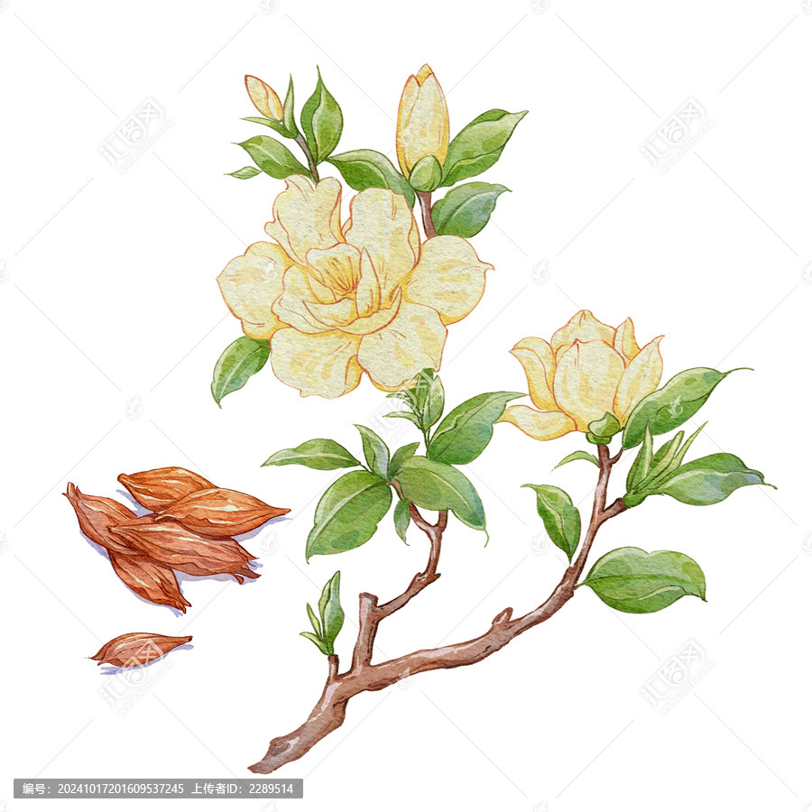 梔子水彩插畫手繪中藥材