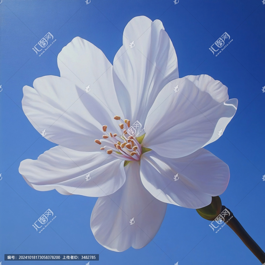 白色玉蘭花
