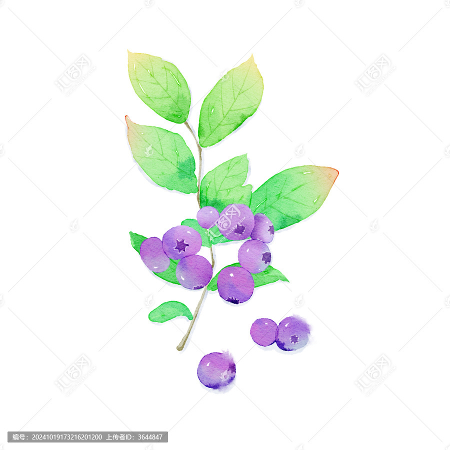 小清新水彩風(fēng)藍莓