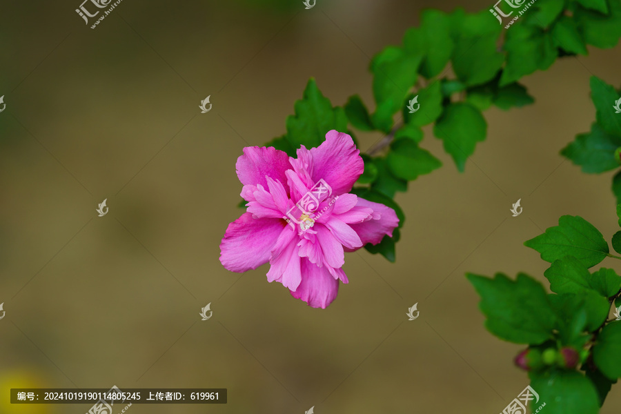 一朵美麗的紅色木槿花