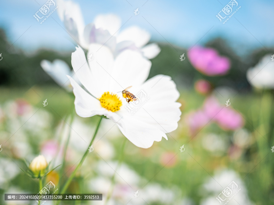 波斯菊