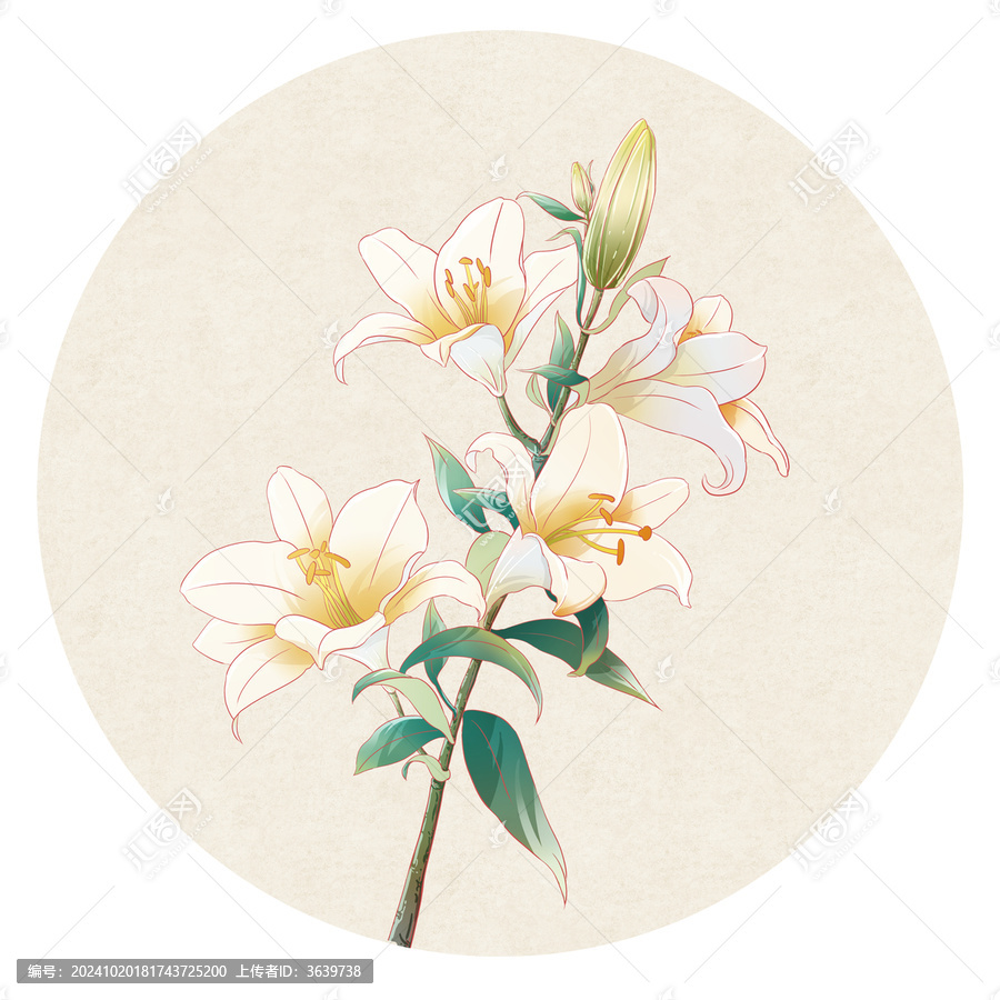 百合花國風(fēng)插畫