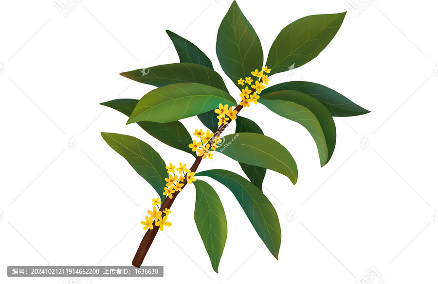 桂花插畫