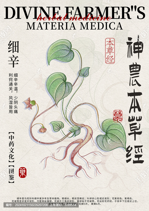 細(xì)辛中藥材水彩設(shè)計模版