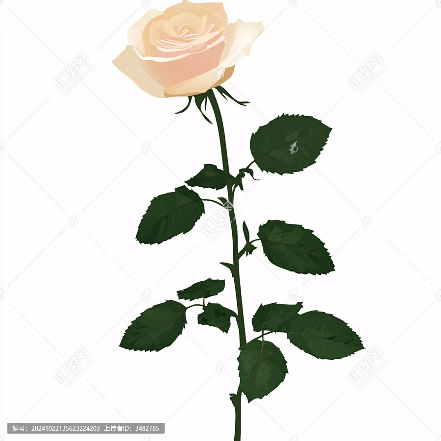 一支玫瑰花朵鮮花