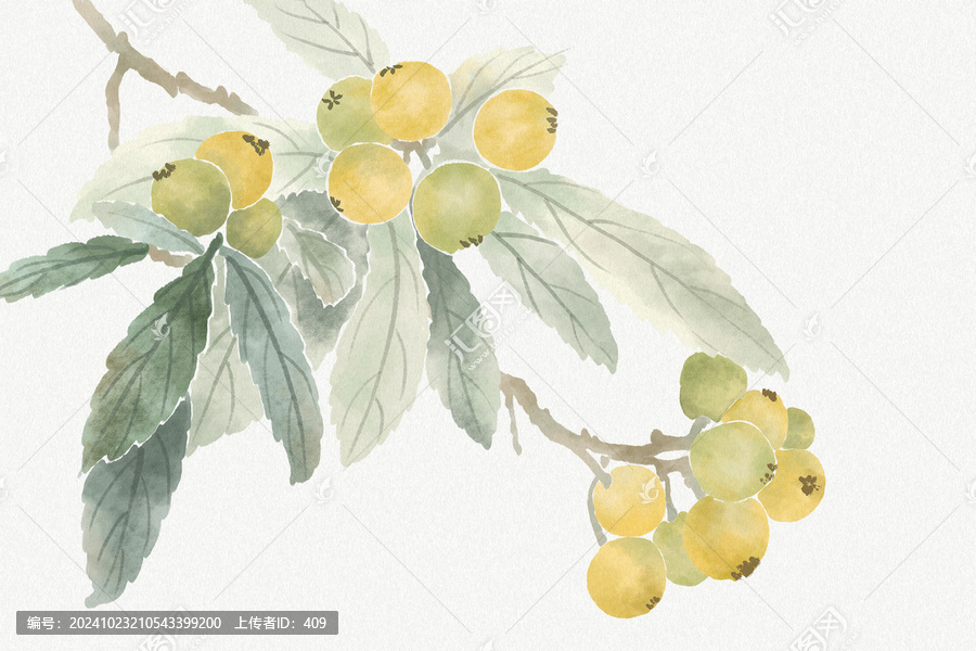 枇杷插畫