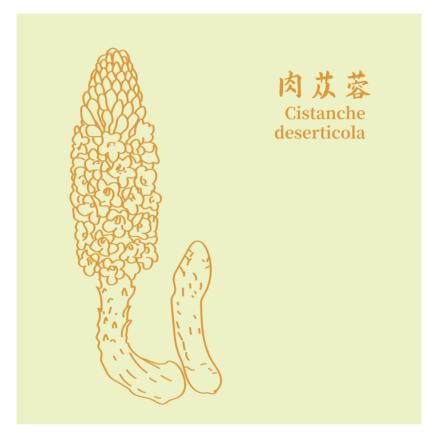 肉蓯蓉