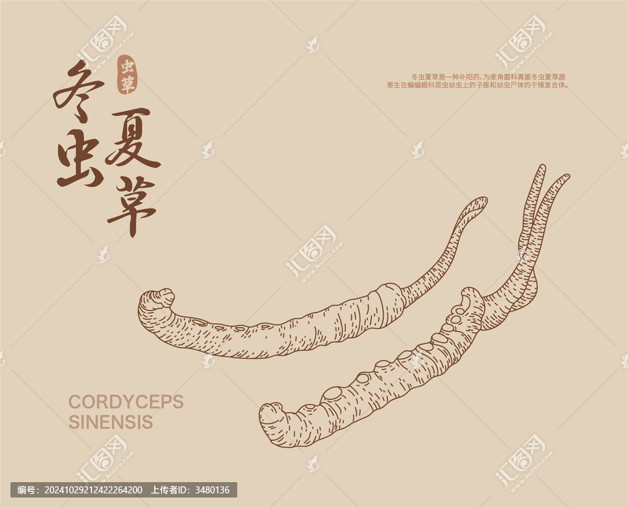 冬蟲夏草