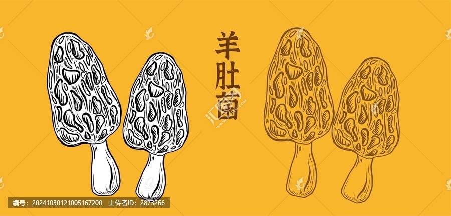 羊肚菌