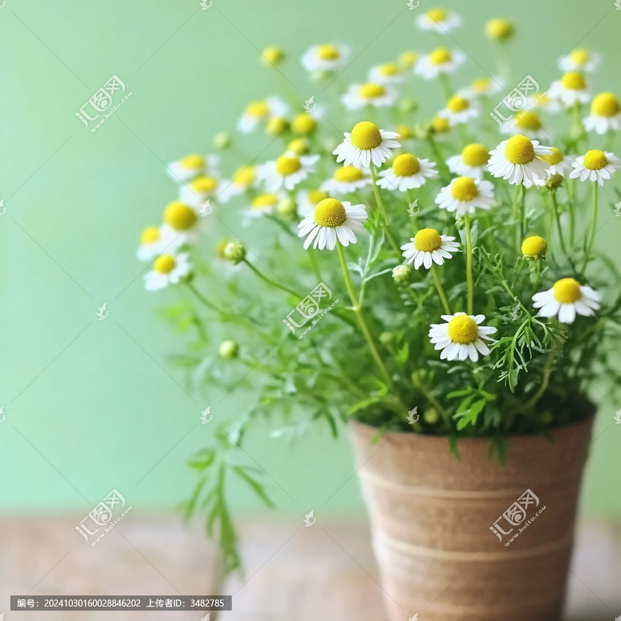 洋甘菊系列