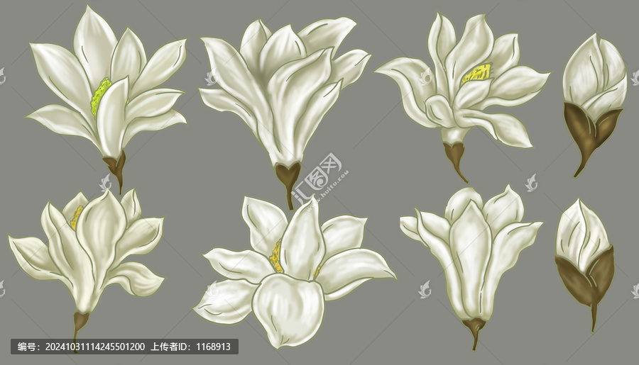 玉蘭花素材